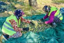 burhaniyede zeytin hasadi basladi