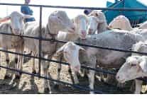 inegol belediyesi ile ilceler arasi tarim ve hayvancilikta guc birligi