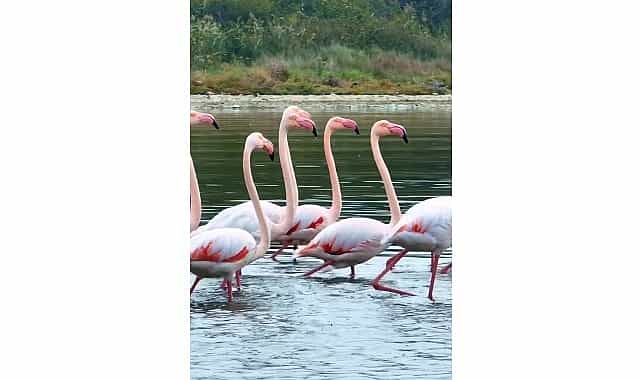 İzmit Körfezi'nde pembe flamingoların dansı 1 izmit korfezinde pembe flamingolarin dansi