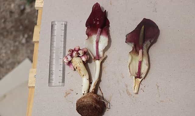 “Karaman yılanpancarı” bilim dünyasına tanıtıldı 1 karaman yilanpancari bilim dunyasina tanitildi