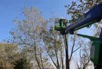 kartepede yesil alanlara bakim