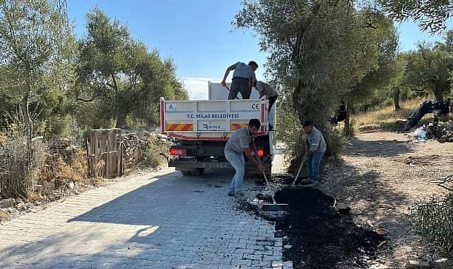 Milas Belediyesi, İlçemiz Mahallelerindeki Hummalı Çalışmalarını Sürdürüyor 1 milas belediyesi ilcemiz mahallelerindeki hummali calismalarini surduruyor