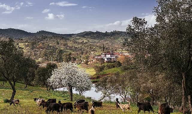 Seferihisar Orhanlı Köyü’nde Zeytin Hasadı Festivaline davetlisiniz. 1 seferihisar orhanli koyunde zeytin hasadi festivaline davetlisiniz