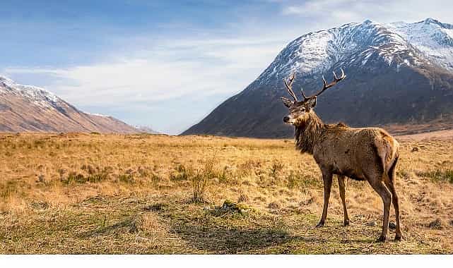 6 Bölümlük Seri ‘Avrupa’nın Vahşi Harikaları’, 15 Kasım’dan İtibaren Cumartesi Günleri 20.00’de İki Bölüm Art Arda National Geographic WILD Ekranlarında! 1 6 bolumluk seri avrupanin vahsi harikalari 15 kasimdan itibaren cumartesi gunleri 20 00de iki bolum art arda national geographic wild ekranlarinda