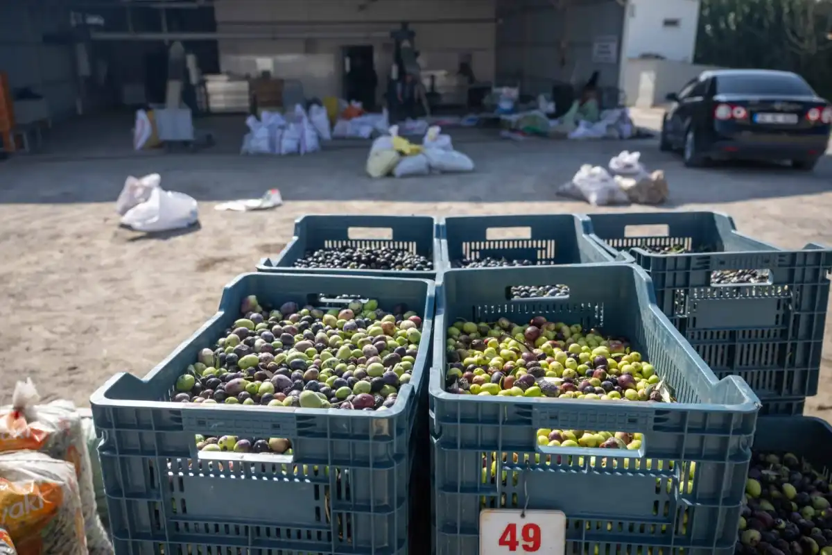 Bornova’da Zeytin Dalından Sofraya Ücretsiz Destek 1 Bornova’da Zeytin Dalından Sofraya Ücretsiz Destek