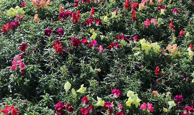 Antalya’da 4 milyon çiçek toprakla buluşuyor 1 antalyada 4 milyon cicek toprakla bulusuyor