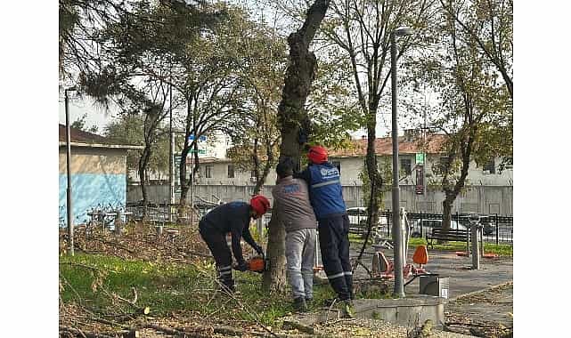 Bakırköy Belediyesi'nden Teke Böceğine Karşı Etkin Mücadele 1 bakirkoy belediyesinden teke bocegine karsi etkin mucadele