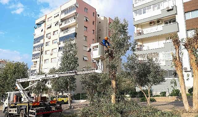 bucada budama seferberligi