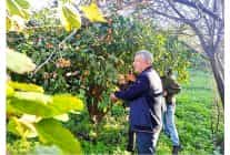 ciftcinin urunu dalinda kaldi belediye topladi halka dagitti