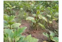 efes tarlasi yasam koyunde elde edilen yerel tohumlar anadolunun dort bir yaninda filizleniyor