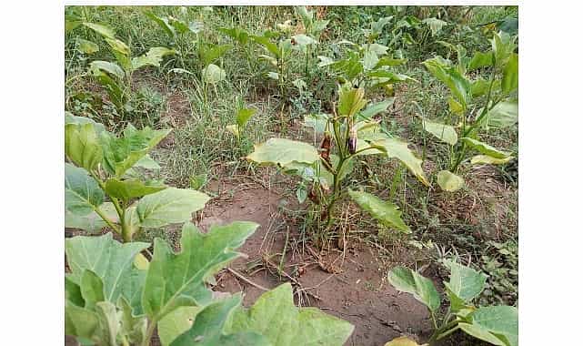 efes tarlasi yasam koyunde elde edilen yerel tohumlar anadolunun dort bir yaninda filizleniyor