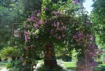 ege universitesinin endemik tur cenneti botanik bahcesi