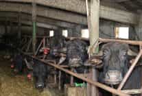 kocaelide manda sayisi buyuksehirin destegiyle artiyor