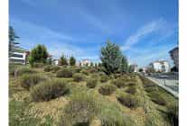 malkarada daha yesil bir kent icin lavanta fidani ekimi basladi