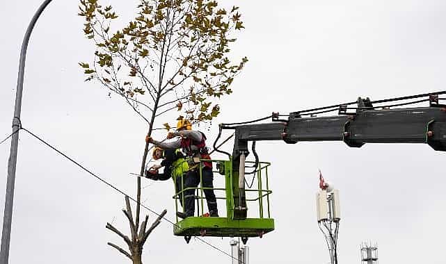 maltepede budama zamani