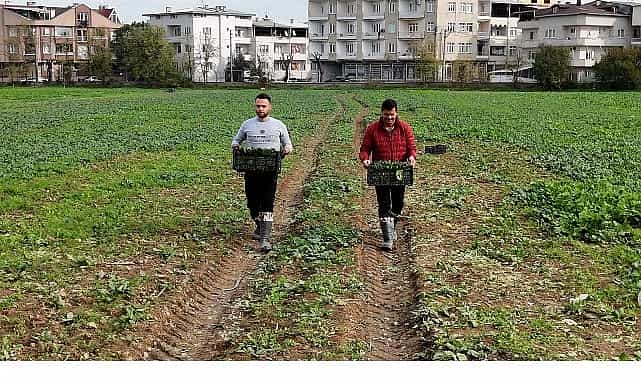 osmangazi belediyesi dogal uretimle sofralara saglik sunuyor