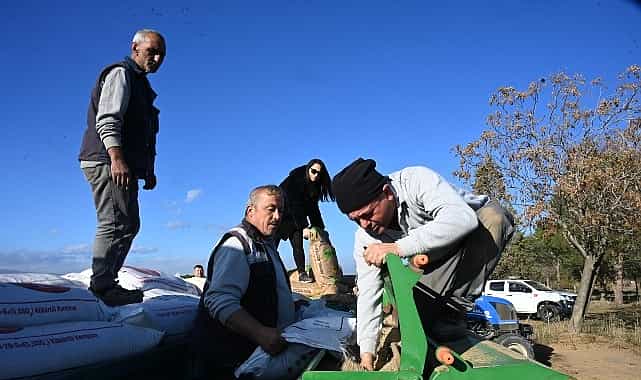 salihli belediyesi bugday ekimine basladi