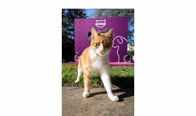 Shane Larkin’den “Gör Beni” Projesi’ne İlham Veren Destek: 1 shane larkinden gor beni projesine ilham veren destek