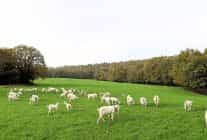 sut otu destegi meralari berekete kavusturdu