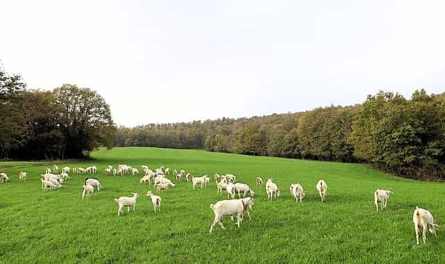 Süt otu desteği meraları berekete kavuşturdu 1 sut otu destegi meralari berekete kavusturdu