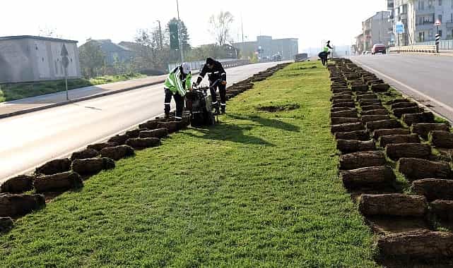 Ağaçlar yeni yerlerinde hayat bulacak 1 agaclar yeni yerlerinde hayat bulacak