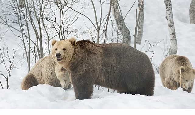 ‘Boz Ayının Kışı’, 7 Aralık Pazar 20.00’de National Geographic WILD Ekranlarında! 1 boz ayinin kisi 7 aralik pazar 20 00de national geographic wild ekranlarinda