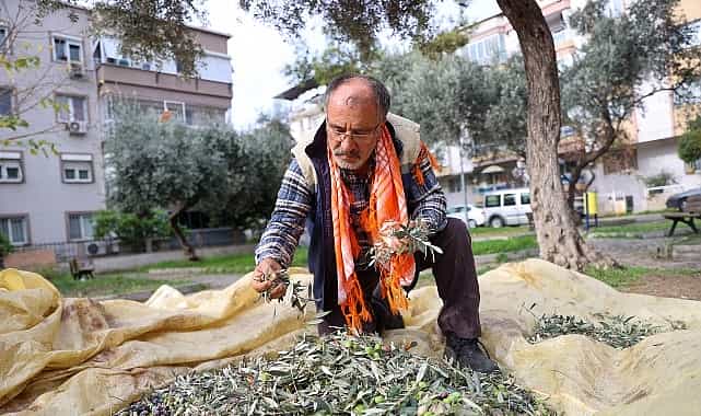 Buca’da zeytin hasadı zamanı 1 bucada zeytin hasadi zamani