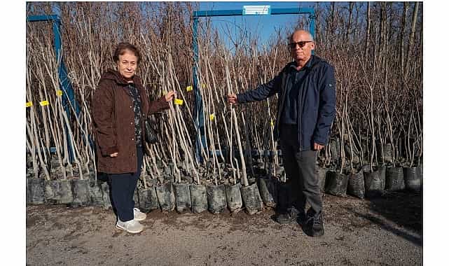 Büyükşehir, 3.600 Trabzon hurması fidanı dağıtıyor 1 buyuksehir 3 600 trabzon hurmasi fidani dagitiyor