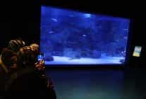 engelliler su alti dalisi yaparak yeteneklerini sergiledi