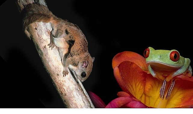3 bolumden olusan doganin en tuhaflari 18 ocak pazar 20 00de ilk iki bolumuyle national geographic wild ekranlarinda