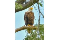 amerikada bir seferihisarlidan doga gururu kar baykusunu fotograflamayi basardi