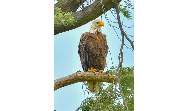 amerikada bir seferihisarlidan doga gururu kar baykusunu fotograflamayi basardi