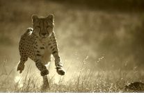 buyuk kediler dunyasi 1 subat pazar 20 00de national geographic wild ekranlarinda