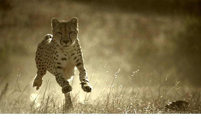 ‘Büyük Kediler Dünyası’, 1 Şubat Pazar 20.00’de National Geographic WILD Ekranlarında! 1 buyuk kediler dunyasi 1 subat pazar 20 00de national geographic wild ekranlarinda