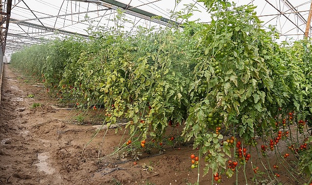 Büyükşehir Belediyesi Aksulu çiftçilerin yanında 1 buyuksehir belediyesi aksulu ciftcilerin yaninda