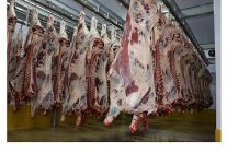 buyuksehir mezbahasinda 6 bin 29 kesim yapildi