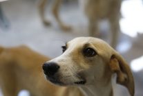 buyuksehirden petshop sahiplerine ucretsiz egitim