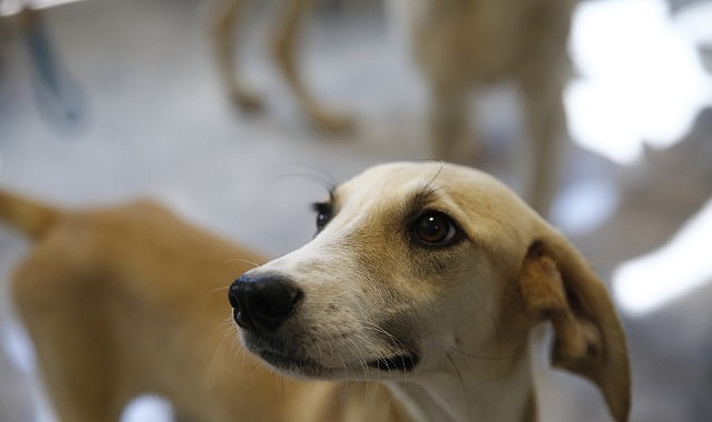 buyuksehirden petshop sahiplerine ucretsiz egitim