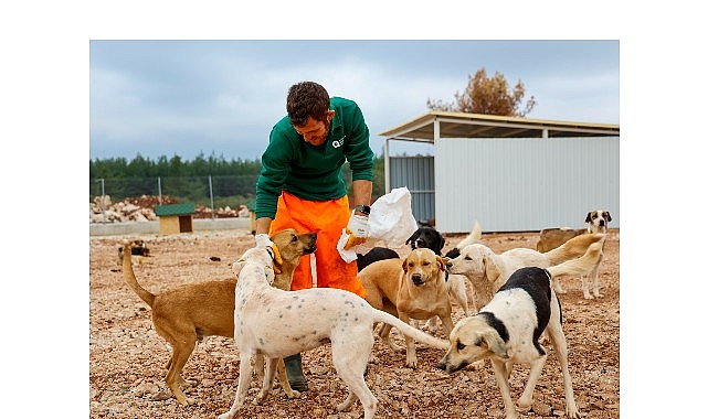 Büyükşehir’den sokak köpeklerine özel yaşam alanı 1 buyuksehirden sokak kopeklerine ozel yasam alani
