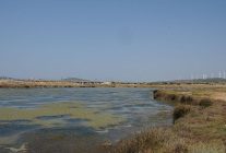 egeli akademisyen ab destekli halo force projesinde yer aldi