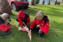 izmir itfaiyesi ayagina misina dolanan flamingoyu kurtardi