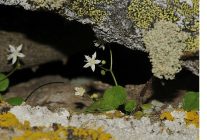 izmirde yeni bitki turu kesfedildi