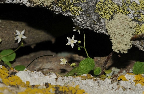 İzmir’de Yeni Bitki Türü Keşfedildi 1 izmirde yeni bitki turu kesfedildi