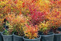 izmirin renkleri buyuksehir fidanliklarinda filizleniyor