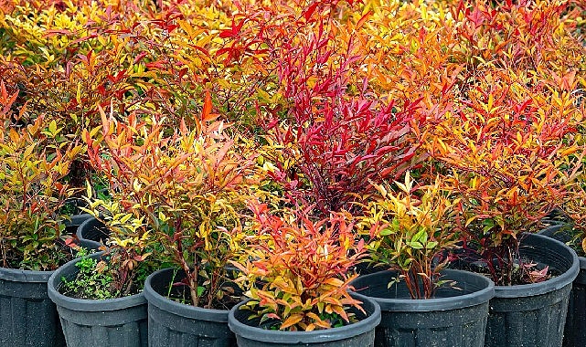 İzmir’in renkleri Büyükşehir fidanlıklarında filizleniyor 1 izmirin renkleri buyuksehir fidanliklarinda filizleniyor