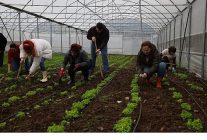 kadin ve gencler buyuksehirle tarima kazandiriliyor