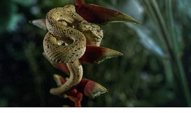 ‘Karanlık Çökünce Özel’, 4 Ocak Pazar 20.00’de National Geographic WILD Ekranlarında! 1 karanlik cokunce ozel 4 ocak pazar 20 00de national geographic wild ekranlarinda