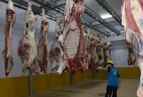 kasaplarin tercihi buyuksehir mezbahasi