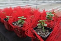 keciorende bilincli tarimsal uretim icin egitim verildi