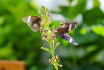 konyanin turizm yildizi konya tropikal kelebek bahcesi 2025te 603 bin toplamda 4 milyon 136 bin 888 ziyaretciyi agirladi